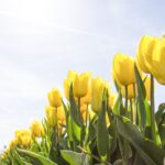 yellow daffodils